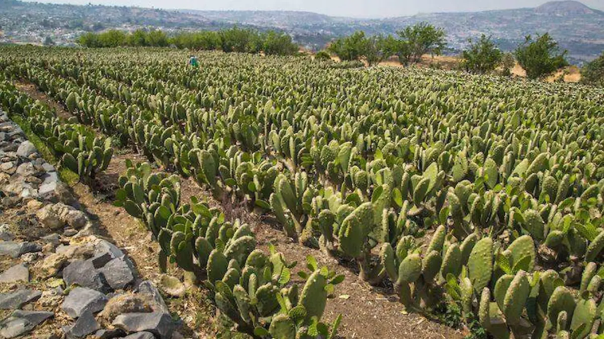 Cultivo Nopal